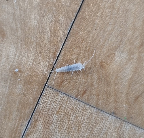 Geisterfischchen — Bild 2