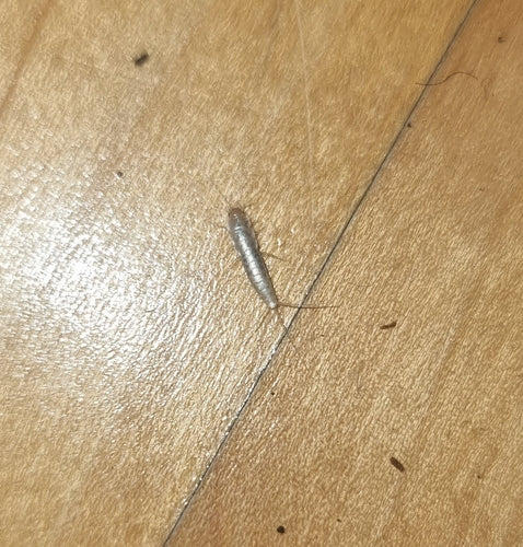 Geisterfischchen — Bild 1