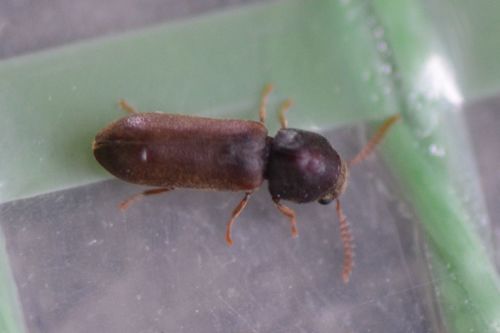 Gekämmter Nagekäfer — Bild 5
