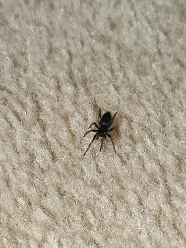 Gelbbeinige Glattbauchspinne — Bild 4 von 11