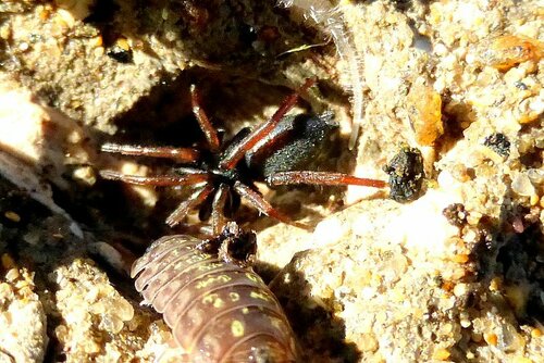 Gelbbeinige Glattbauchspinne — Bild 5 von 11