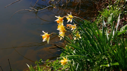 Gelbe Narzisse — Bild 5