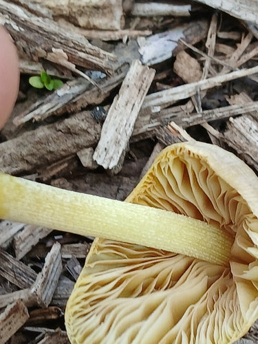 Gelber Mürbling — Bild 5 von 11