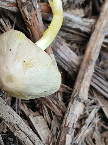 Gelber Mürbling — Bild 4 von 11