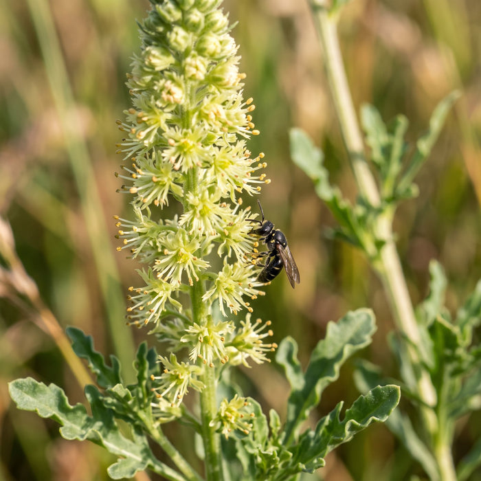 Blüte von Gelber Wau (Reseda lutea) in Nahaufnahme (KI-generiert)
