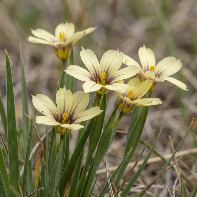 Gelbes Aschenblümchen