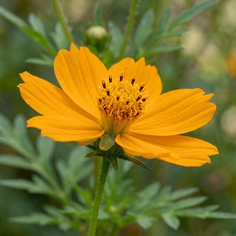 Gelbes Schmuckkörbchen (Cosmos sulphureus), KI-Illustration