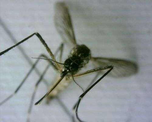 Gelbfiebermücke — Bild 5