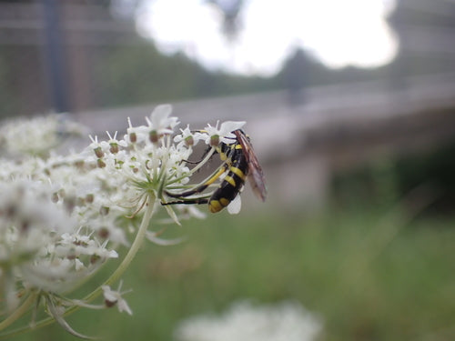 Gelbgefleckte Blattwespe — Bild 5