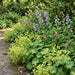 Gelbgrüner Frauenmantel (Alchemilla xanthochlora) in Blüte im naturnahen Garten (KI-generiert)