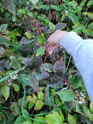 Gelbholz-Hartriegel — Bild 3