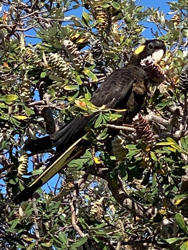 Gelbohr-Rabenkakadu — Bild 2 von 8