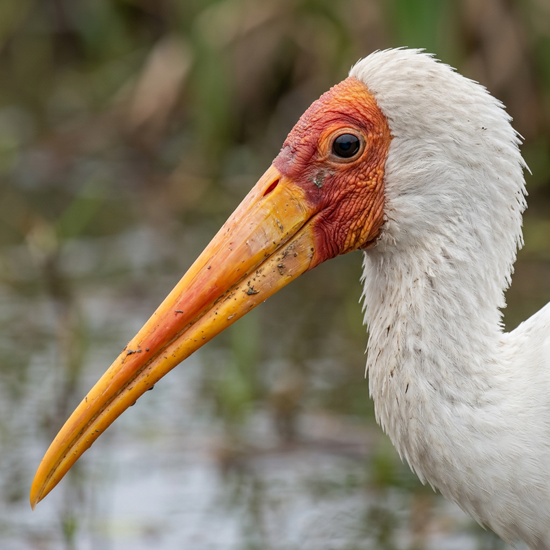 Gelbschnabelstorch (Mycteria ibis), KI-Illustration