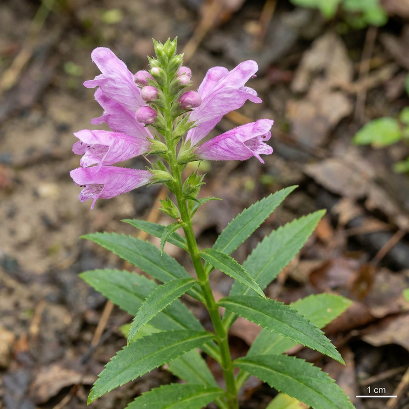 Gelenkblume