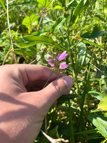 Gelenkblume — Bild 4