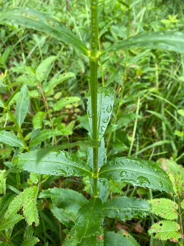 Gelenkblume — Bild 5 von 52