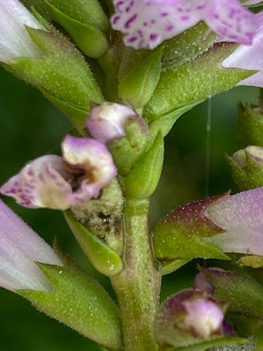 Gelenkblume — Bild 4 von 52