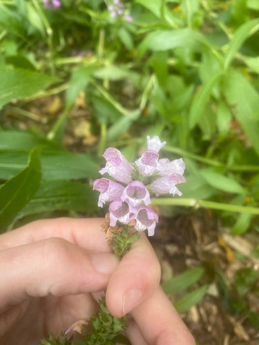 Gelenkblume — Bild 3 von 52