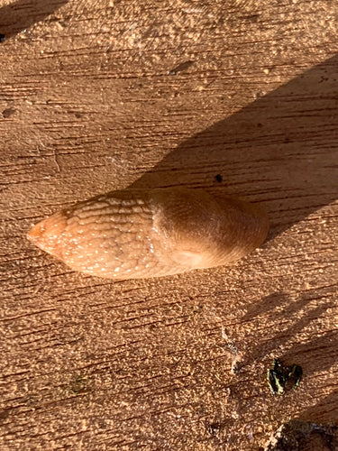 Gemeine Ackerschnecke — Bild 5 von 11
