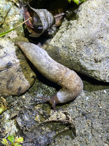 Gemeine Ackerschnecke — Bild 5