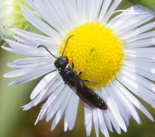 Gemeine Keulenwespe — Bild 4