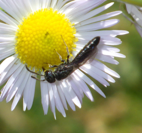 Gemeine Keulenwespe — Bild 3