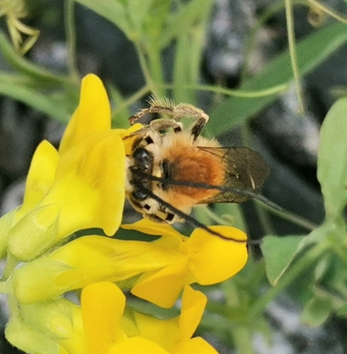 Gemeine Langhornbiene — Bild 2