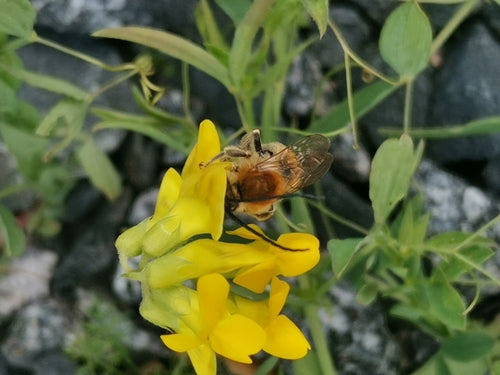 Gemeine Langhornbiene — Bild 1