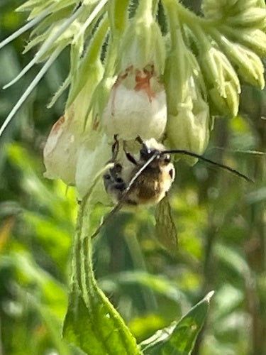 Gemeine Langhornbiene — Bild 5