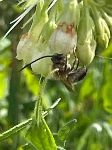Gemeine Langhornbiene — Bild 4