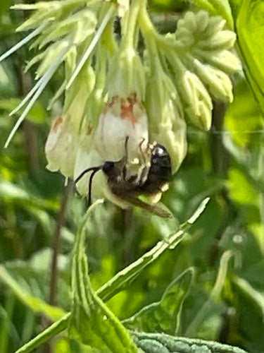 Gemeine Langhornbiene — Bild 3