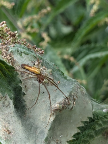 Gemeine Streckerspinne — Bild 4