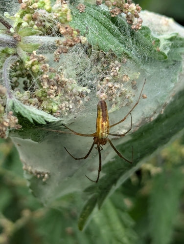 Gemeine Streckerspinne — Bild 3