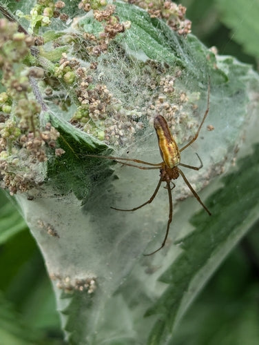 Gemeine Streckerspinne — Bild 2