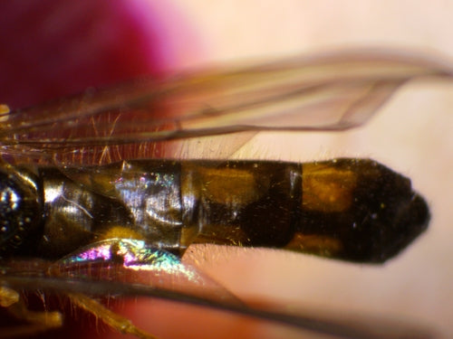 Gemeine Wiesenschwebfliege — Bild 5