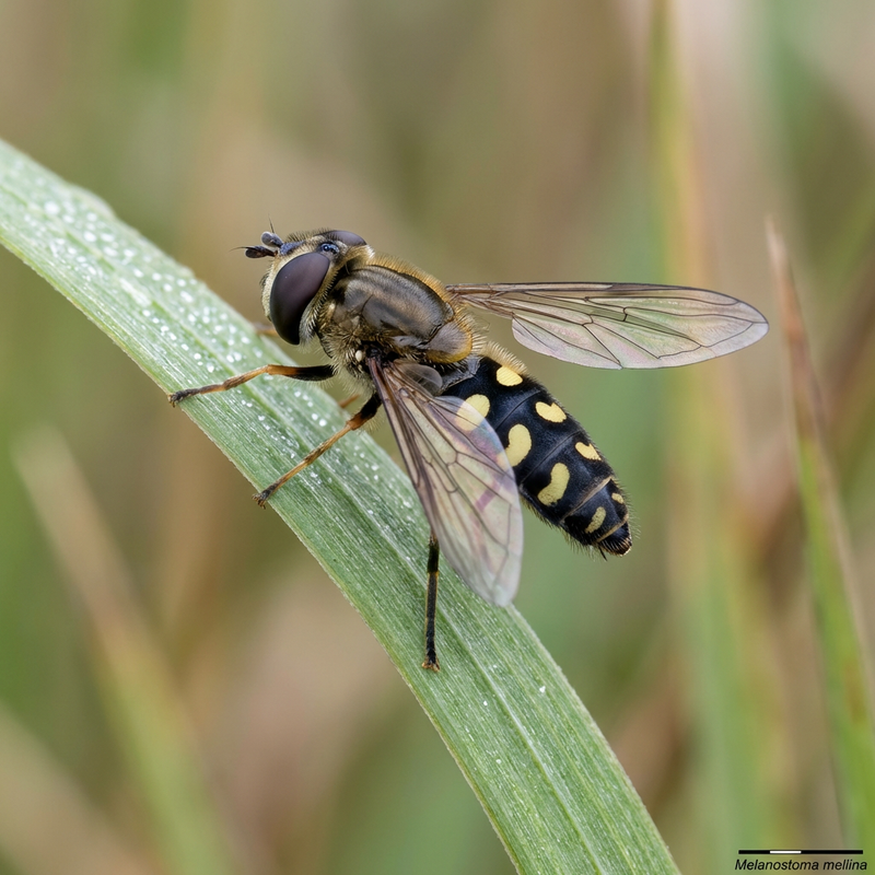 Gemeine Wiesenschwebfliege