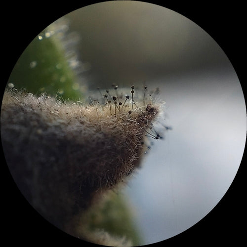 Gemeiner Brotschimmel — Bild 3