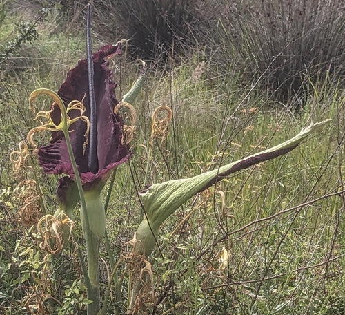 Gemeiner Drachenwurz — Bild 3 von 8