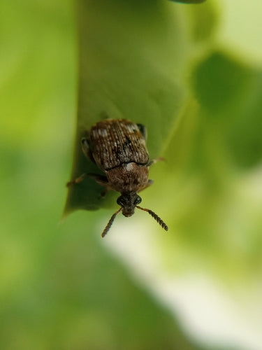 Gemeiner Erbsenkäfer — Bild 3