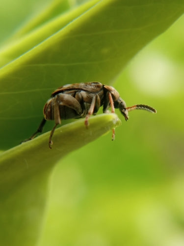 Gemeiner Erbsenkäfer — Bild 2