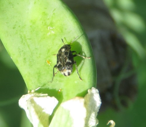 Gemeiner Erbsenkäfer — Bild 4