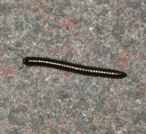 Gemeiner Feldschnurfüßer — Bild 2