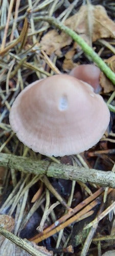 Gemeiner Rettich-Helmling — Bild 4