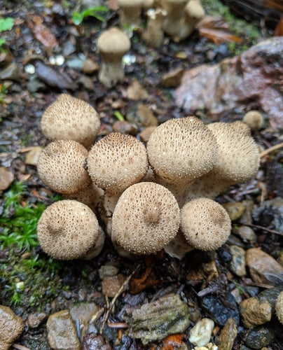 Gemeiner Stäubling — Bild 3