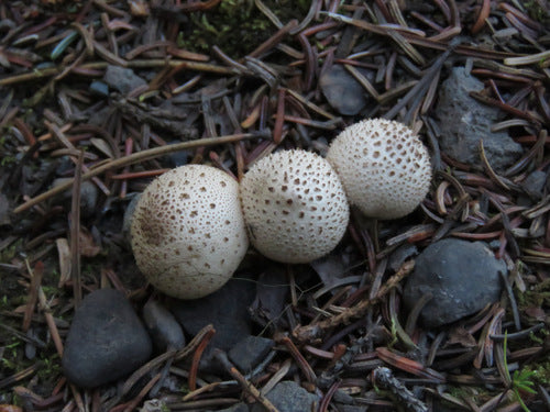 Gemeiner Stäubling — Bild 1