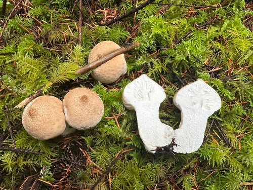Gemeiner Stäubling — Bild 5