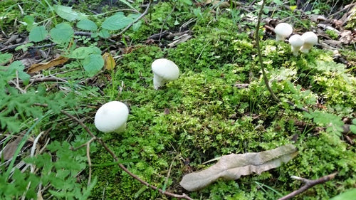 Gemeiner Stäubling — Bild 2