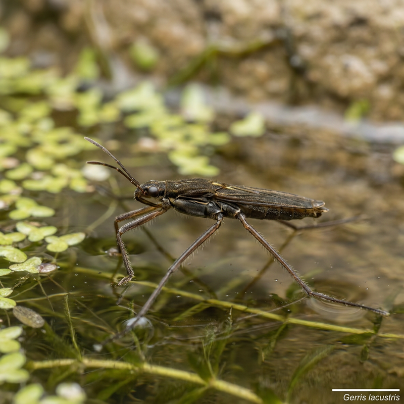 Gemeiner Wasserläufer