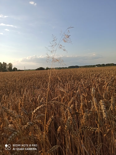 Gemeiner Windhalm — Bild 3 von 9