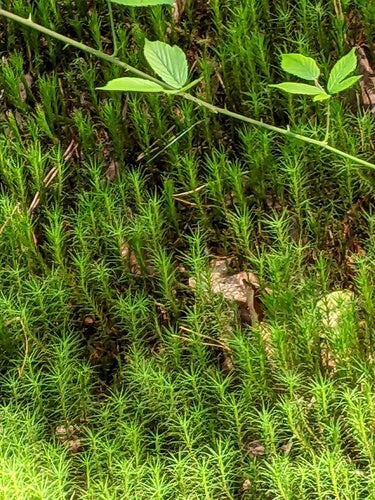 Gemeines Widertonmoos — Bild 4 von 11